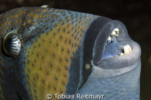 Titan triggerfish, Shark Fin Reef, Similan Islands by Tobias Reitmayr 